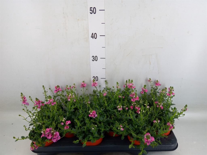 <h4>Diascia   ...</h4>