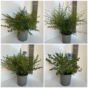 Ceanothus