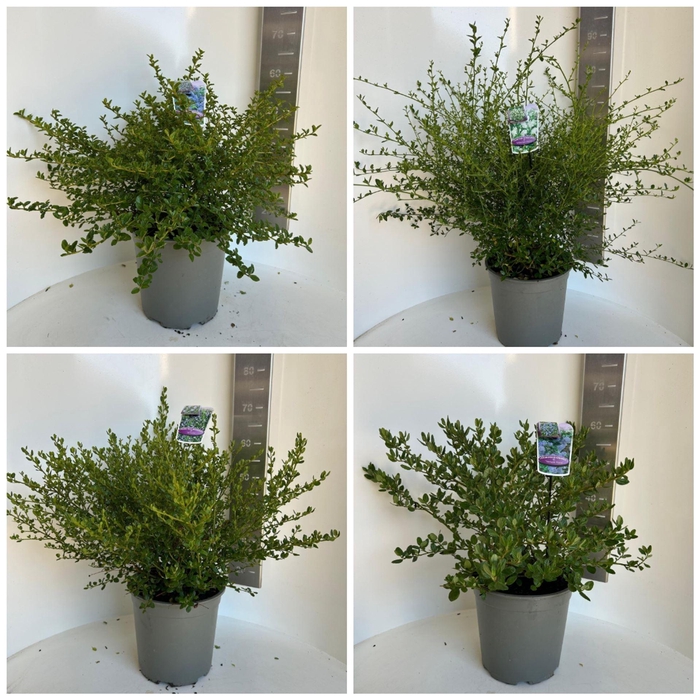 <h4>Ceanothus</h4>