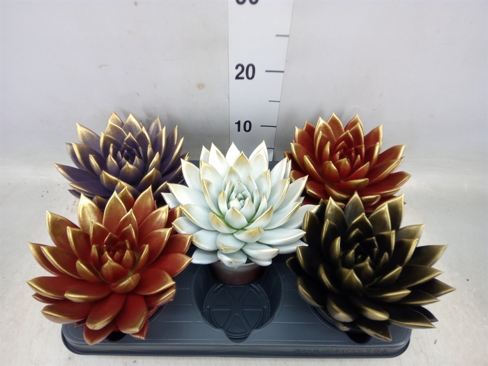 <h4>Echeveria  'Miranda'</h4>