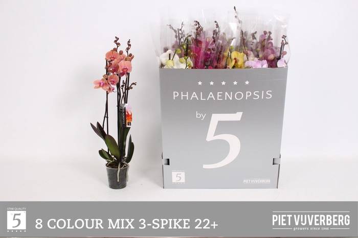 <h4>PHAL GEM 8 KL</h4>
