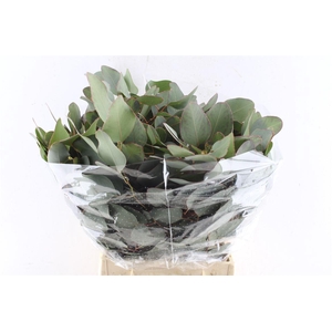 Euca Populus Short 150 Gram