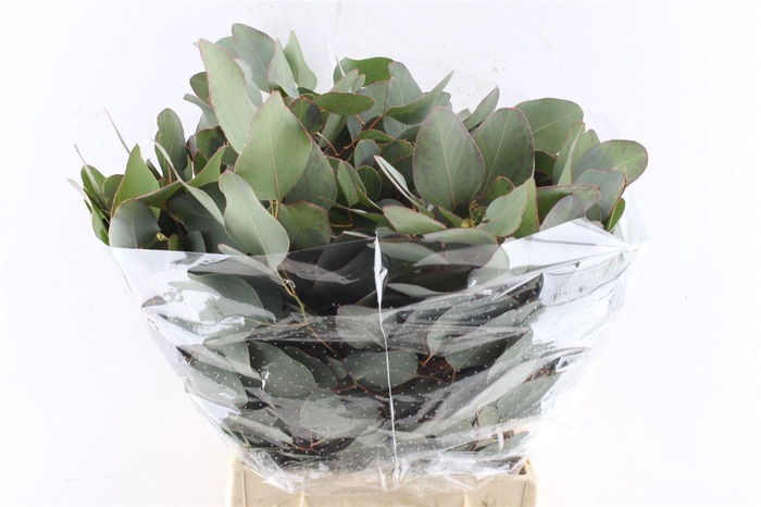 <h4>Euca Populus Short 150 Gram</h4>