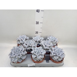 Echeveria   ...