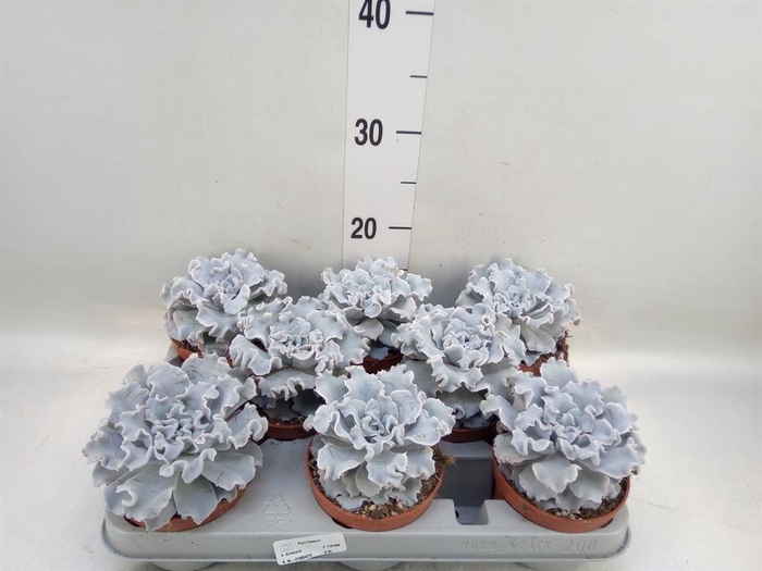 <h4>Echeveria ...</h4>