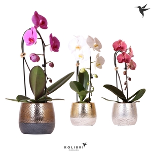 Kolibri Orchids Cascade Niagara Fall mix 1 spike in Elite pot mix