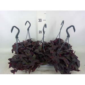 Tradescantia   ...mix
