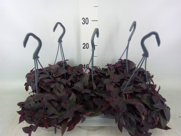 <h4>Tradescantia   ...mix</h4>