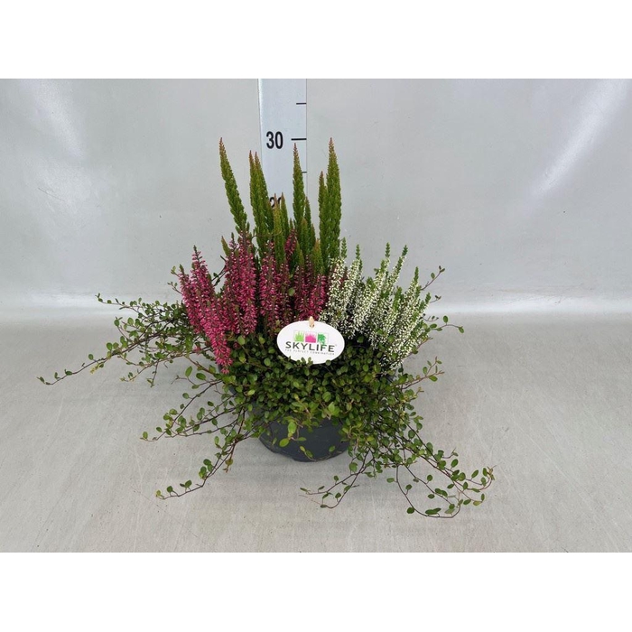<h4>Calluna vulg. 'Beauty L'  ..mix</h4>