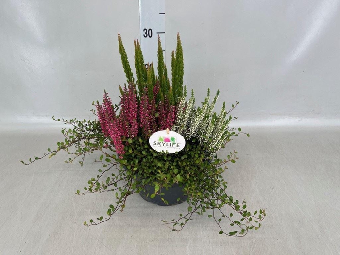 Calluna vulg. 'Beauty L'  ..mix