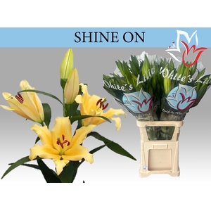 LI OT SHINE ON