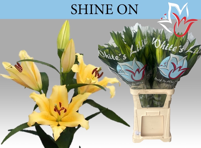 <h4>LI OT SHINE ON</h4>