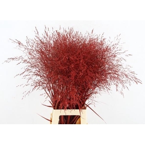 Gras Panic Warrior Red