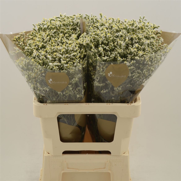 <h4>Limonium Sinense China White</h4>