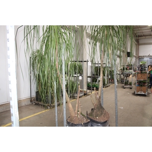 BEAUCARNEA RECURVATA SEM POTE MIN 150 CM