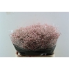 Gyps Grof Soft Pink (dip)