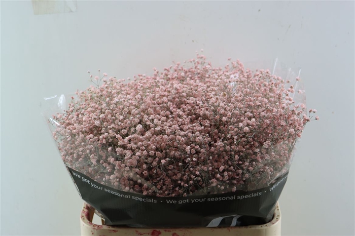 Gyps Grof Soft Pink (dip)