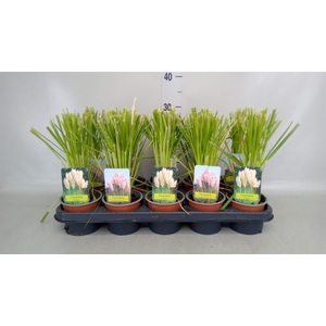 Cortaderia sell.