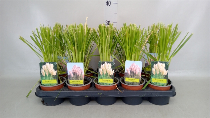 <h4>Cortaderia sell.</h4>