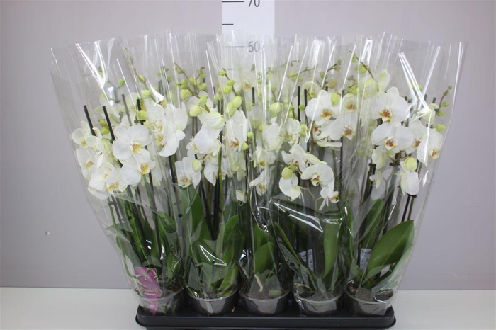 <h4>Phal Wit 3 Tak</h4>