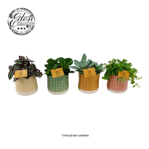 Gemengde tray 10,5cm in elsa pot