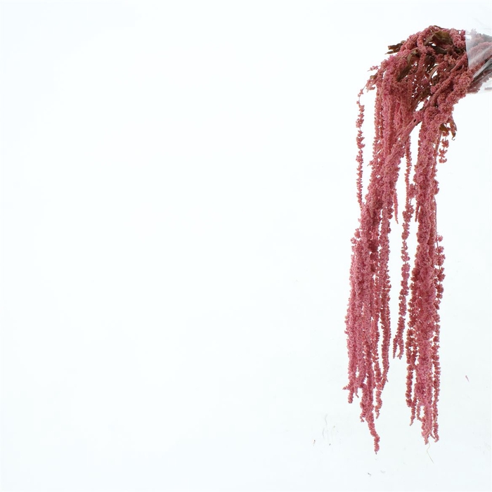 <h4>Pres Amaranthus Bleached Pink</h4>