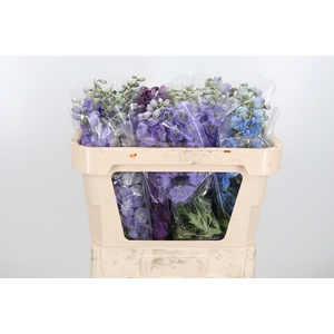 Delphinium El Gemengd