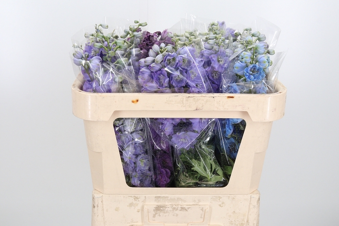 <h4>Delphinium El Gemengd</h4>