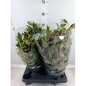 Aeschynanthus marmoratus