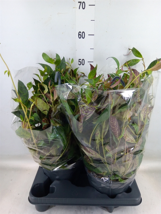 <h4>Aeschynanthus marmoratus</h4>