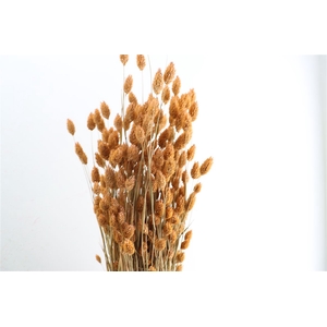 Dried Phalaris X5 Frosted Salmon Bunch