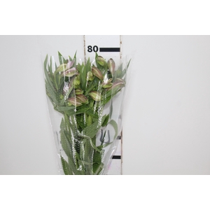 ALSTROEMERIA AMETHYST 080 CM