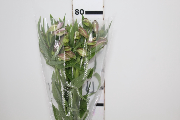 ALSTROEMERIA AMETHYST 080 CM