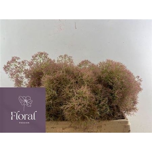 Cotinus C M Green Fountain