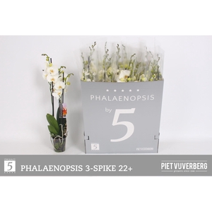 PHAL OV WIT