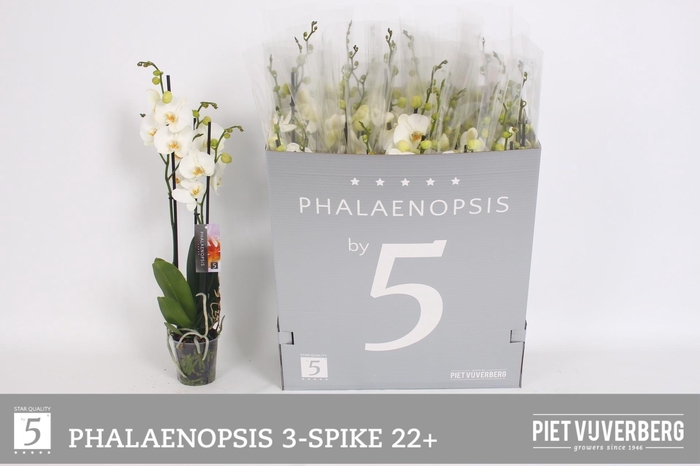 <h4>PHAL OV WIT</h4>
