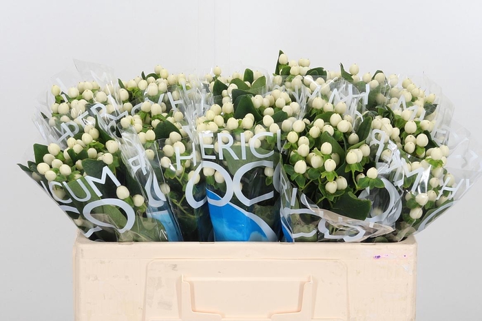 <h4>Hyp Coco Uno</h4>