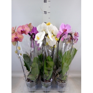 Phalaenopsis  'Elegant Cascade'
