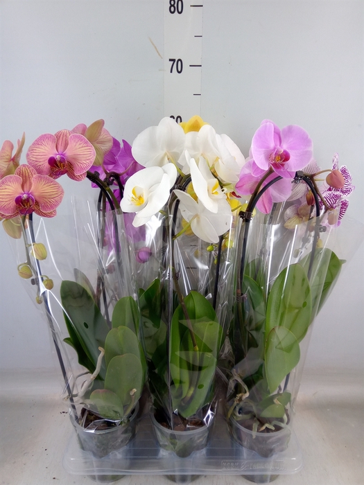 <h4>Phalaenopsis  'Elegant Cascade'</h4>