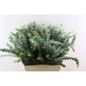 Euca Baby Blue 300gr S A P Bunch