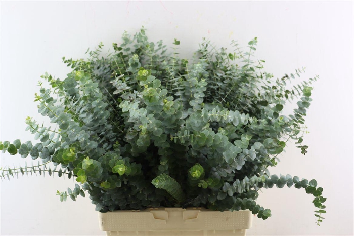 <h4>Euca Baby Blue 300gr S A P Bunch</h4>