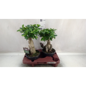 Ficus microcarpa 'Ginseng'