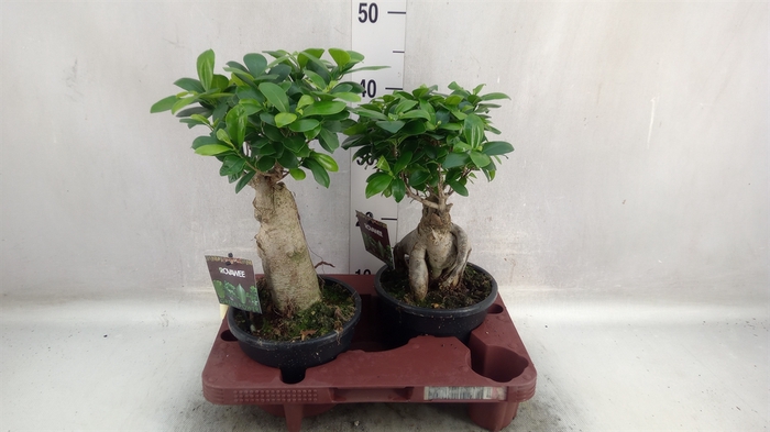 <h4>Ficus microcarpa 'Ginseng'</h4>