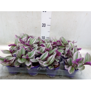Tradescantia albif. 'Nanouk'