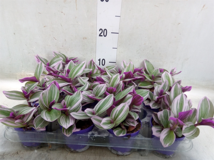 <h4>Tradescantia albif. 'Nanouk'</h4>