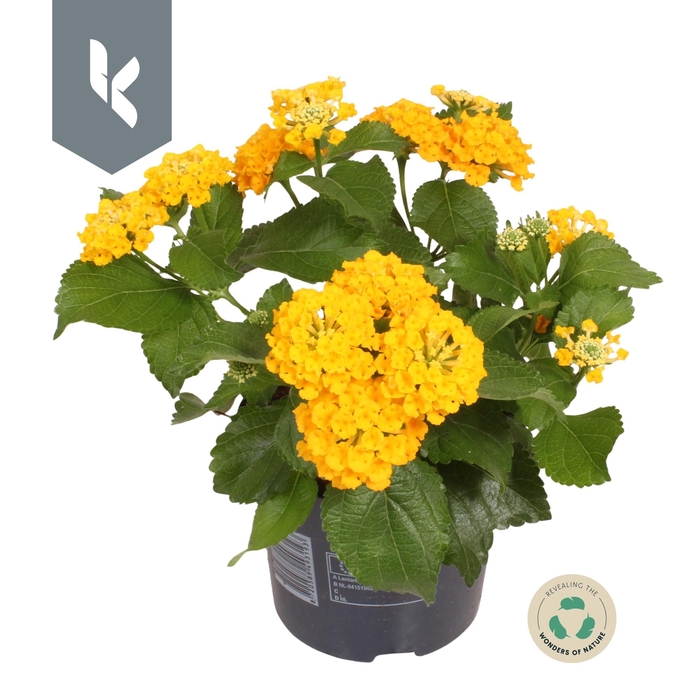 <h4>Lantana Havana Gold</h4>