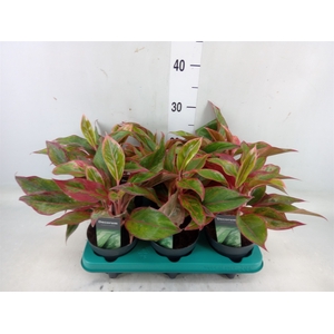 Aglaonema  'Crete'