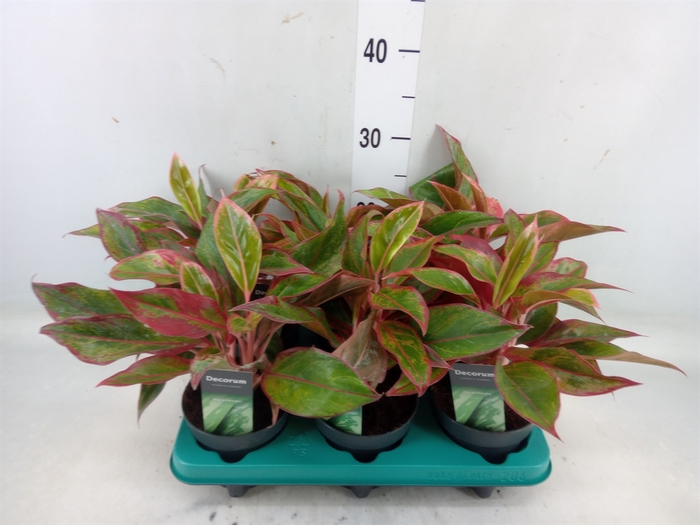 <h4>Aglaonema  'Crete'</h4>