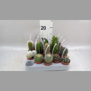 Cactus   ...mix