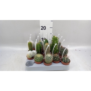Cactus   ...mix